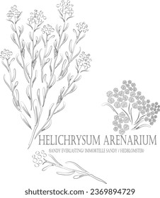 Sandy Everlasting, immortelle sandy, hedblomster vector contour. Helichrysum plant outline. Set of medicinal Helichrysum arenarium Moenc in Line for pharmaceuticals. Contour drawing of medicinal herbs