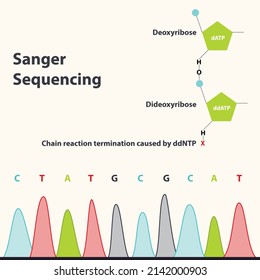 Sanger Sequencing: dideoxyribose versus deoxyribose