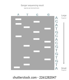 El resultado de secuenciación de Sanger del ADN objetivo que muestra la separación de fragmentos de ADN (grandes y pequeños) con la técnica de electroforesis de gel agarosa y la secuencia de ADN se interpretaron después de eso.