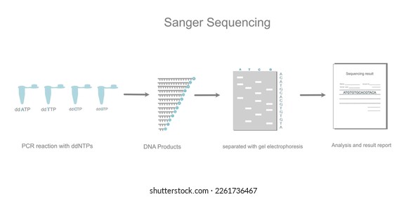 The Sanger Sequencing workflow of DNA sequencing detection that including PCR reaction with ddNTPs, separating the DNA fragment product with gel electrophoresis and then the sequence analyzed.