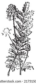 Sanguisorba oder Burnet, vintage gravierte Illustration. Wörterbuch der Worte und Dinge - Larive und Fleury - 1895.