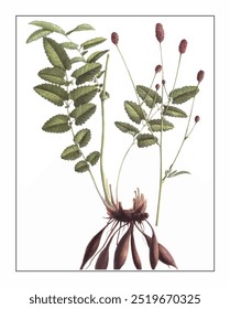 Sanguisorba officinalis, hand-painted floral and botanical painting, hand-painted herbal painting, natural herbs.