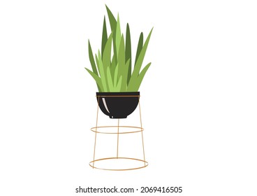 sansenviera in a black pot with a copper stand