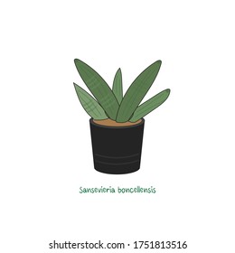 Plantas Sansevieria boncellensis en ollas, ilustración vectorial 