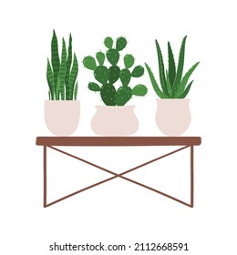 Sansevieria, Cactus and Aloe. Vector illustration of a indoor plants houseplants in a pots on a stands. Isolated on white background.