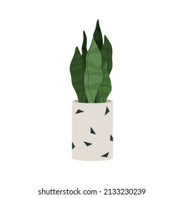 Sansevieria, green plant in pot. Snake tongue leaf growing in flowerpot. Modern houseplant. Home and office interior decoration, succulent. Flat vector illustration isolated on white background