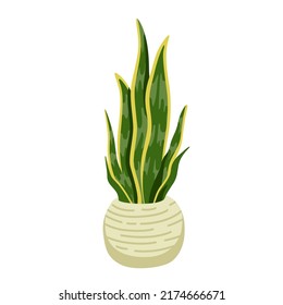 Sansevieria green potted houseplants. Indoor, office and house plant. Interior decoration, simple urban jungle element. Flat cartoon vector isolated illustration.