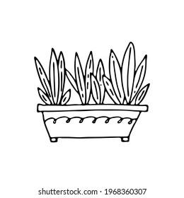 Sansevieria. Hand-drawn houseplant. Doodle image of a home flower. Vector images for the decoration of various goods, textiles, postcards, notebooks, notebooks.