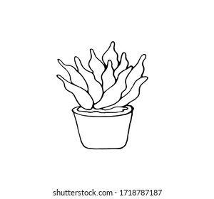 Sansevieria is a houseplant. Interior of the house. Vector isolated illustration with a Sansevieria plant on a white background. Home design in the house. The environment in the house. Doodle style.