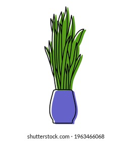 Sansevieria houseplant sketch. Indoor Snake plant vector illustration. Mother-in-law’s tongue or Dracaena trifasciata doodle drawing