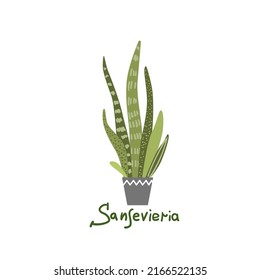 Sansevieria. Houseplants vector illustrations. Urban jungles. Plants are friends. Culd be used for web, notebook, phone case, etc