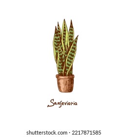 Sansevieria. Houseplants vector illustrations. Urban jungles. Plants are friends. Culd be used for web, notebook, phone case, etc