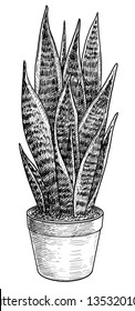 Sansevieria illustration, drawing, engraving, ink, line art, vector