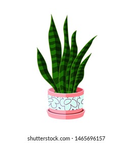 Sansevieria Indoor Plant in Pot. Beautiful Image For Online Store, Advertising, Your Site, Home and Interior. Houseplant in Flower pot vector icon on white background