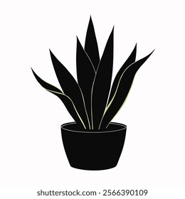 sansevieria indoor plant  pot beautiful on white background