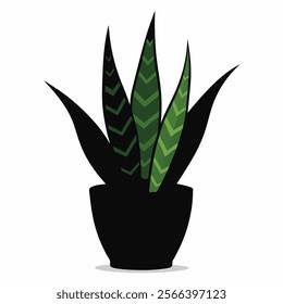 sansevieria indoor plant pot beautiful on white background