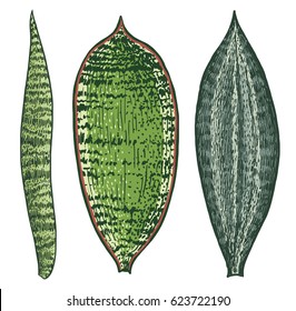 Sansevieria leaf illustration, drawing, engraving, ink, line art, vector