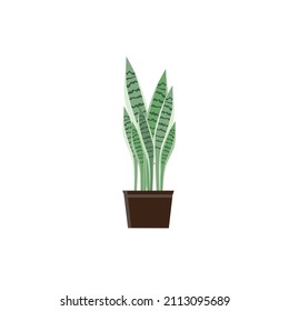 Sansevieria leaf vector illustration design is suitable for vector illustration