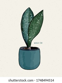 Sansevieria Masoniana - Whale Fin Snake Plant-Paddle Plant. Hand draw sketch vector.