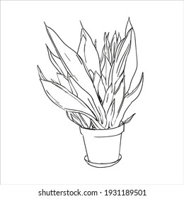 Sansevieria moonshine is a cultivar of the Sansevieria trifasciata, which is a succulent from the Asparagaceae family. Hand draw sketch vector.