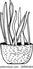 Sansevieria, Pike tail flower, Potted flower, House plant, hand-drawn, Hand-drawn doodles illustration,
Line art
