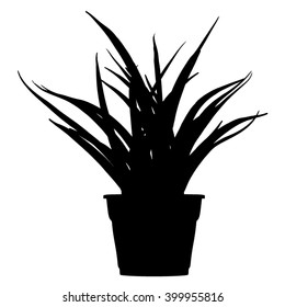 Sansevieria plant in flower pot - grass - black silhouette - vector