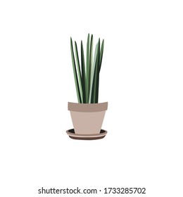 Sansevieria Plant  on a pot Illustration