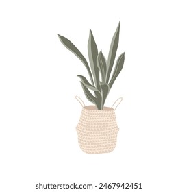 Sansevieria plant on white background. Interior houseplant in basket. Modern decor for room and office. Flat vector illustration isolated on white