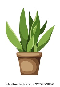 Planta de Sansevieria (planta de serpientes). Hogar en una olla aislada en un fondo blanco. Ilustración del vector