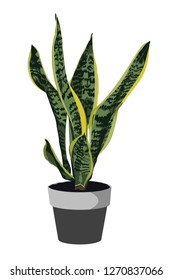 Sansevieria in pot. Houseplant in pots. Green natural decor for home and interior.