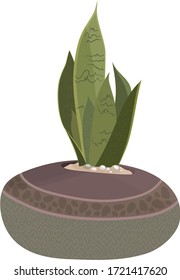sansevieria en la olla con tónica tribal