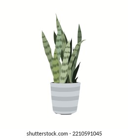 Sansevieria in a pot, vector illustration in flat cartoon style. Trendy home indoor plant or premises decor, isolated on white background. Pike tail. Lidah Mertua. Suitable for many purposes.