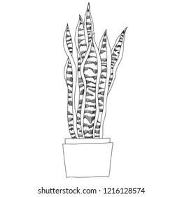 Sansevieria in pots.Vector  hand-drawn illustration. Isolated outline element on white background. Home decorations.