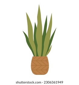 Sansevieria, potted house plant, cartoon style. Trendy modern vector illustration isolated on white background, hand drawn, flat design.