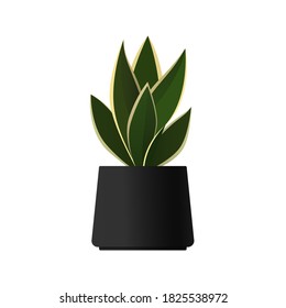 Sansevieria or snake plant in a black pot. Home or office plant. Vector stock illustration isolated on white background.