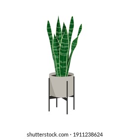 Sansevieria. Snake plant, Mother-in-law tongue, Saint George's Sword indoor, tropical plant in flowerpot on a white isolated background. Template for logo, emblem, web design.