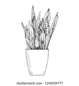 
Sansevieria.
Snake Plant, Mother-in-law's Tongue, Saint George's Sword.
Sketch Of A Houseplant In A Pot. Hand-drawn Vector Illustration. Isolated Object On White Background.
