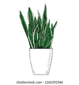 
Sansevieria.
Snake plant, Mother-in-law's tongue, Saint George's Sword.
Color sketch of a houseplant in a pot. Hand-drawn vector illustration. Isolated object on white background.