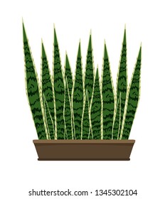 sansevieria snake plant motherinlaws tongue saint stock vector royalty free 1345302104 shutterstock