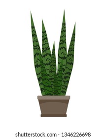 Sansevieria. Snake Plant, Mother-in-law's Tongue, Saint George's Sword