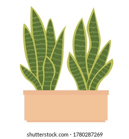 Sansevieria or snake plant on white background. Two houseplants in the pot. Vector cartoon illustration.