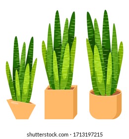 Sansevieria sticker set on white isolated backdrop. House plant for gift card, home plants store logo, bath tile, web landing page. Phone case or cloth print art. Flat style stock vector illustration