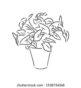 Sansevieria trifasciata hand drawn vector outline doodle icon. Decorative potted house plant sketch illustration for print, web, mobile and infographics isolated on white background.