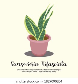 Sansevieria Trifasciata or Snake Plant, vector illustration poster, houseplant isolated, use for print poster, post card, educational props, or home decoration