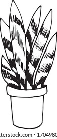Sansevieria vector isolate object white background stay home, home  flower doodles