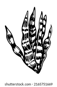 Sansevieria zeylanica clipart. Tropical flora doodle sketch. Hand drawn vector botany illustration. Engraving style doodle isolated on white.
