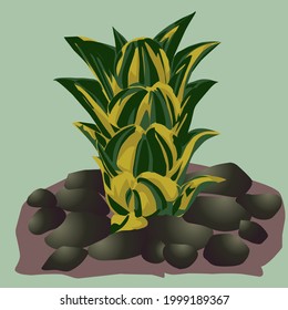 Sansivera variegata illustration for Sansivera, cactus and succulent plant lovers. vector design