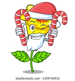 Santa with candy allamanda flower isolated in the mascot