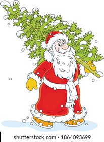 Santa Claus carrying a prickly green fir tree from a snowy winter forest to decorate it for Christmas and New Year, vector cartoon illustration isolated on a white background