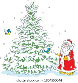 Santa Claus choosing a beautiful Christmas tree in a snowy winter forest, vector cartoon illustration on a white background
